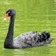 Are you prepared for a Black Swan event in your construction company?